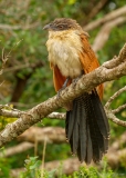 Burchells coucal, South-Africa